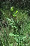 Thalictrum flavum