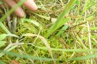 Anacamptis morio