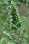 Dactylis glomerata