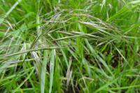 Anisantha sterilis