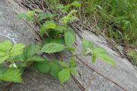 Rubus