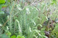 Petrosedum rupestre