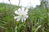 Silene latifolia