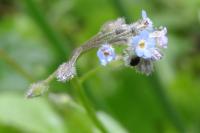 Myosotis scorpioides