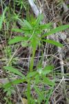 Galium aparine