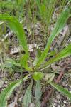 Plantago lanceolata