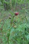Poterium sanguisorba