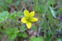 Geum urbanum