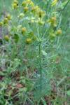 Euphorbia cyparissias