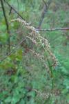 Rumex acetosa