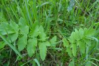 Pastinaca sativa