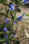 Echium vulgare