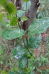 Lonicera
