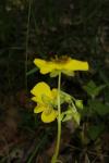 Helianthemum nummularium