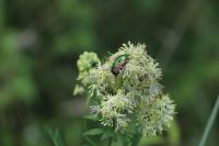 Thalictrum flavum