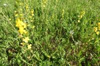 Agrimonia eupatoria