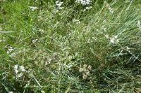 Torilis japonica