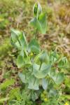 Blackstonia perfoliata