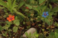 Lysimachia arvensis