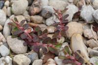 Euphorbia maculata