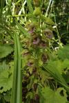 Epipactis helleborine