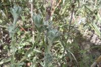 Filago lutescens