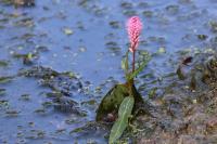 Persicaria amphibia