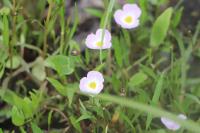 Baldellia repens subsp. cavanillesii