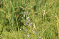Campanula rapunculus