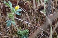 Medicago minima