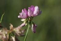 Coronilla varia