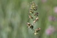 Dactylis glomerata