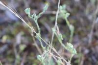 Logfia minima