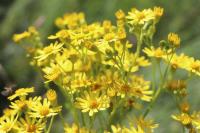 Jacobaea vulgaris