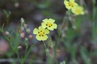 Tuberaria guttata