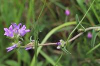 Campanula glomerata