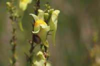 Linaria vulgaris