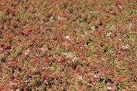 Sedum rubens