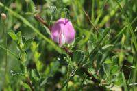 Ononis spinosa