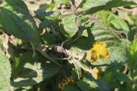 Pulicaria dysenterica