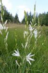 Anthericum liliago