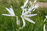 Anthericum liliago