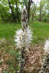 Asphodelus albus