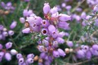 Erica cinerea