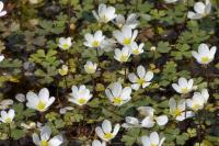 Ranunculus ololeucos