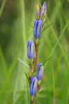 Gentiana pneumonanthe