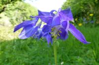 Aquilegia vulgaris