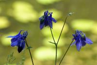 Aquilegia vulgaris