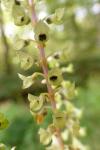 Teucrium scorodonia