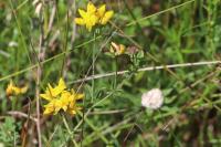 Lotus corniculatus